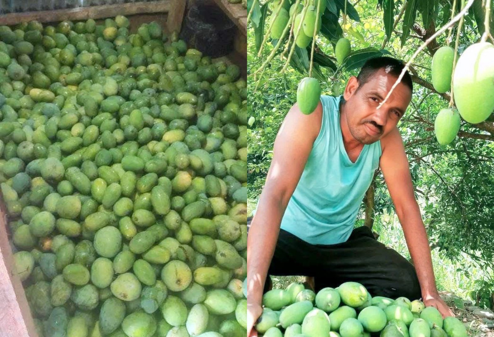 आँपको सुनामी : जनक बटालाको आँप बगैंचाले गाउँको आकर्षण बडेको छ ।