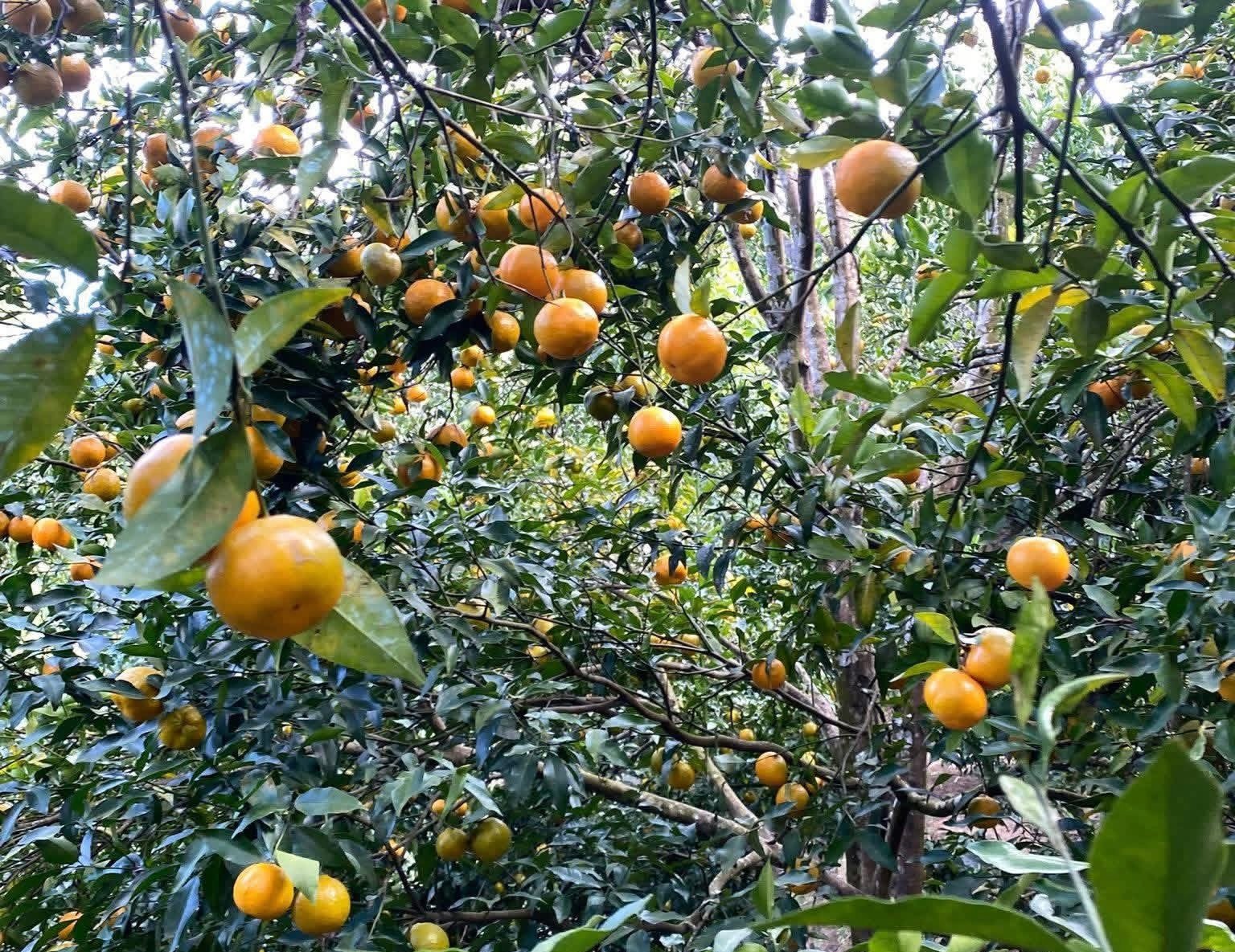 त्रिवेणी गाउँपालिका–३ खारामा लोकसिङ खड्काको सुन्तलाबारी स्थानीय आकर्षणको केन्द्र