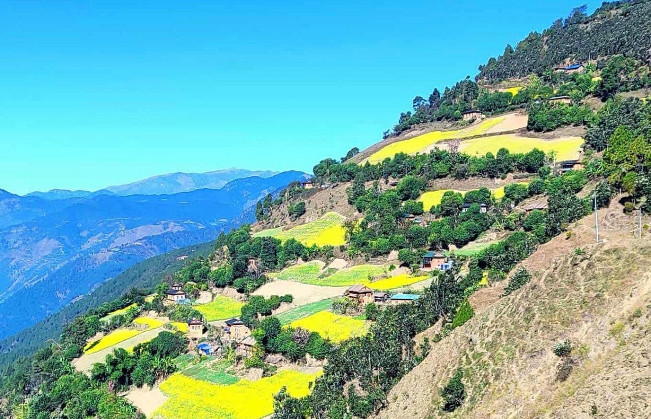 किसानको पसिनामाथि डाका: झाक्री सल्लामा डेढ कुन्टल तोरी चोरी